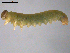  ( - 10PROBE-18743)  @13 [ ] CreativeCommons - Attribution (2010) CBG Photography Group Centre for Biodiversity Genomics