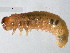  ( - 10PROBE-18779)  @13 [ ] CreativeCommons - Attribution (2010) CBG Photography Group Centre for Biodiversity Genomics