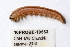  ( - 10PROBE-19553)  @13 [ ] CreativeCommons - Attribution (2010) CBG Photography Group Centre for Biodiversity Genomics