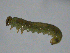  ( - 10PROBE-19625)  @12 [ ] CreativeCommons - Attribution (2010) CBG Photography Group Centre for Biodiversity Genomics