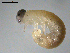  ( - 10PROBE-19631)  @11 [ ] CreativeCommons - Attribution (2010) CBG Photography Group Centre for Biodiversity Genomics