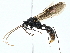  ( - BIOUG95341-B11)  @11 [ ] CreativeCommons - Attribution (2022) CBG Photography Group Centre for Biodiversity Genomics