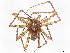  (Chococtenus piemontana - BIOUG95341-H04)  @11 [ ] CreativeCommons - Attribution Non-Commercial Share-Alike (2022) CBG Photography Group Centre for Biodiversity Genomics