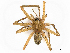  ( - CBG-A07098-H11)  @11 [ ] CreativeCommons - Attribution Share - Alike (2023) CBG Photography Group Centre for Biodiversity Genomics