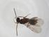  (Tapinoma AEX4069 - CBG-A08961-A11)  @11 [ ] CreativeCommons - Attribution Share - Alike (2023) Centre for Biodiversity Genomics Centre for Biodiversity Genomics