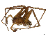  ( - CBG-A38493-H10)  @11 [ ] CreativeCommons - Attribution Share-Alike (2024) CBG Photography Group Centre for Biodiversity Genomics