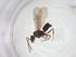  (Tapinoma AEY3878 - CBG-A44944-H08)  @11 [ ] CreativeCommons - Attribution Share - Alike (2024) Centre for Biodiversity Genomics Centre for Biodiversity Genomics