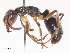  ( - CBG-A46887-A01)  @11 [ ] CreativeCommons - Attribution Share - Alike (2024) CBG Photography Group Centre for Biodiversity Genomics