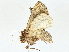  ( - BIOUG95339-F06)  @11 [ ] CreativeCommons - Attribution (2022) CBG Photography Group Centre for Biodiversity Genomics