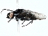  ( - BIOUG95342-E12)  @11 [ ] CreativeCommons - Attribution (2022) CBG Photography Group Centre for Biodiversity Genomics