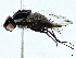  ( - BIOUG97724-C10)  @11 [ ] CreativeCommons - Attribution (2022) CBG Photography Group Centre for Biodiversity Genomics