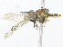  ( - CBG-A07111-D11)  @11 [ ] CreativeCommons - Attribution Share - Alike (2023) CBG Photography Group Centre for Biodiversity Genomics