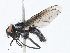  ( - CBG-A10774-C08)  @11 [ ] CreativeCommons - Attribution Share - Alike (2023) CBG Photography Group Centre for Biodiversity Genomics