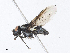  ( - CBG-A10775-C12)  @11 [ ] CreativeCommons - Attribution Share - Alike (2023) CBG Photography Group Centre for Biodiversity Genomics