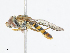  ( - CBG-A10776-C12)  @11 [ ] CreativeCommons - Attribution Share - Alike (2023) CBG Photography Group Centre for Biodiversity Genomics