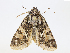  ( - CBG-A10776-F07)  @11 [ ] CreativeCommons - Attribution Share - Alike (2023) CBG Photography Group Centre for Biodiversity Genomics