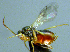  (Synergus mesoamericanus - EMS-S-exA05)  @11 [ ] Unspecified (default): All Rights Reserved  Unspecified Unspecified
