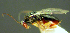  (Synergus laticephalus - EMS-S-exA11)  @11 [ ] Unspecified (default): All Rights Reserved  Unspecified Unspecified