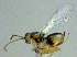  (Synergus baruensis - EMS-S-exA12)  @11 [ ] Unspecified (default): All Rights Reserved  Unspecified Unspecified