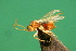  (Synergus gabrieli - EMS-S-exA80)  @11 [ ] Unspecified (default): All Rights Reserved  Unspecified Unspecified