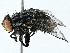  ( - BIOUG93342-B10)  @11 [ ] CreativeCommons - Attribution (2022) CBG Photography Group Centre for Biodiversity Genomics
