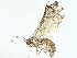  ( - BIOUG95302-F06)  @11 [ ] CreativeCommons - Attribution (2022) CBG Photography Group Centre for Biodiversity Genomics