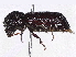  (Amphicerus galapaganus - BIOUG95302-H06)  @11 [ ] CreativeCommons - Attribution Non-Commercial Share-Alike (2022) CBG Photography Group Centre for Biodiversity Genomics
