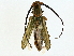  ( - BIOUG95303-B03)  @11 [ ] CreativeCommons - Attribution (2022) CBG Photography Group Centre for Biodiversity Genomics