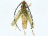  ( - BIOUG95313-G08)  @11 [ ] CreativeCommons - Attribution (2022) CBG Photography Group Centre for Biodiversity Genomics