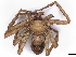  (Heteropoda - BIOUG95313-H09)  @15 [ ] CreativeCommons - Attribution Non-Commercial Share-Alike (2022) CBG Photography Group Centre for Biodiversity Genomics