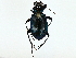  (Calosoma granatense - BIOUG95337-H05)  @11 [ ] CreativeCommons - Attribution (2022) CBG Photography Group Centre for Biodiversity Genomics