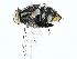  ( - BIOUG95342-C04)  @11 [ ] CreativeCommons - Attribution (2022) CBG Photography Group Centre for Biodiversity Genomics