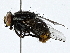  ( - BIOUG91415-D07)  @11 [ ] CreativeCommons - Attribution (2022) CBG Photography Group Centre for Biodiversity Genomics