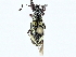  ( - BIOUG93339-G10)  @11 [ ] CreativeCommons - Attribution (2022) CBG Photography Group Centre for Biodiversity Genomics