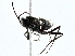  ( - BIOUG93340-C06)  @11 [ ] CreativeCommons - Attribution (2022) CBG Photography Group Centre for Biodiversity Genomics