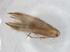  (Cosmopterix madeleinae - BIOUG95120-F03)  @11 [ ] CreativeCommons - Attribution (2022) Centre for Biodiversity Genomics Centre for Biodiversity Genomics