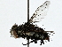  ( - BIOUG95333-C03)  @11 [ ] CreativeCommons - Attribution (2022) CBG Photography Group Centre for Biodiversity Genomics