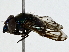  ( - BIOUG95333-G02)  @11 [ ] CreativeCommons - Attribution (2022) CBG Photography Group Centre for Biodiversity Genomics