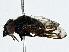 ( - BIOUG95333-G03)  @11 [ ] CreativeCommons - Attribution (2022) CBG Photography Group Centre for Biodiversity Genomics