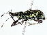  ( - BIOUG95335-H02)  @11 [ ] CreativeCommons - Attribution (2022) CBG Photography Group Centre for Biodiversity Genomics