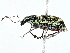  ( - BIOUG95335-H03)  @11 [ ] CreativeCommons - Attribution (2022) CBG Photography Group Centre for Biodiversity Genomics