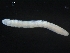  (Enchytraeida - DPMIT-31-46)  @14 [ ] CreativeCommons - Attribution (2010) CBG Photography Group Centre for Biodiversity Genomics