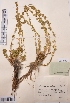  (Artemisia obtusiloba subsp. altaiensis - CCDB-26253-A10)  @11 [ ] CreativeCommons - Attribution Non-Commercial Share-Alike (2016) Evgeny Zibzeev Central Ciberian Botanical Garden