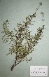  (Scrophularia multicaulis - CCDB-26253-B04)  @11 [ ] CreativeCommons - Attribution Non-Commercial Share-Alike (2016) Evgeny Zibzeev Central Ciberian Botanical Garden