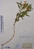  (Lathyrus krylovii - CCDB-26253-B12)  @11 [ ] CreativeCommons - Attribution Non-Commercial Share-Alike (2016) Evgeny Zibzeev Central Ciberian Botanical Garden