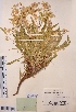  (Bupleurum multinerve - CCDB-26253-C03)  @11 [ ] CreativeCommons - Attribution Non-Commercial Share-Alike (2016) Evgeny Zibzeev Central Ciberian Botanical Garden