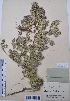 (Thymus krylovii - CCDB-26253-C05)  @11 [ ] CreativeCommons - Attribution Non-Commercial Share-Alike (2016) Evgeny Zibzeev Central Ciberian Botanical Garden