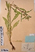  (Bupleurum martjanovii - CCDB-26253-D03)  @11 [ ] CreativeCommons - Attribution Non-Commercial Share-Alike (2016) Evgeny Zibzeev Central Ciberian Botanical Garden