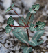  (Euphorbia rupestris - CCDB-26253-D09)  @11 [ ] CreativeCommons - Attribution Non-Commercial Share-Alike (2016) Evgeny Zibzeev Central Ciberian Botanical Garden