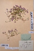  (Thymus elegans - CCDB-26253-G03)  @11 [ ] CreativeCommons - Attribution Non-Commercial Share-Alike (2016) Evgeny Zibzeev Central Ciberian Botanical Garden